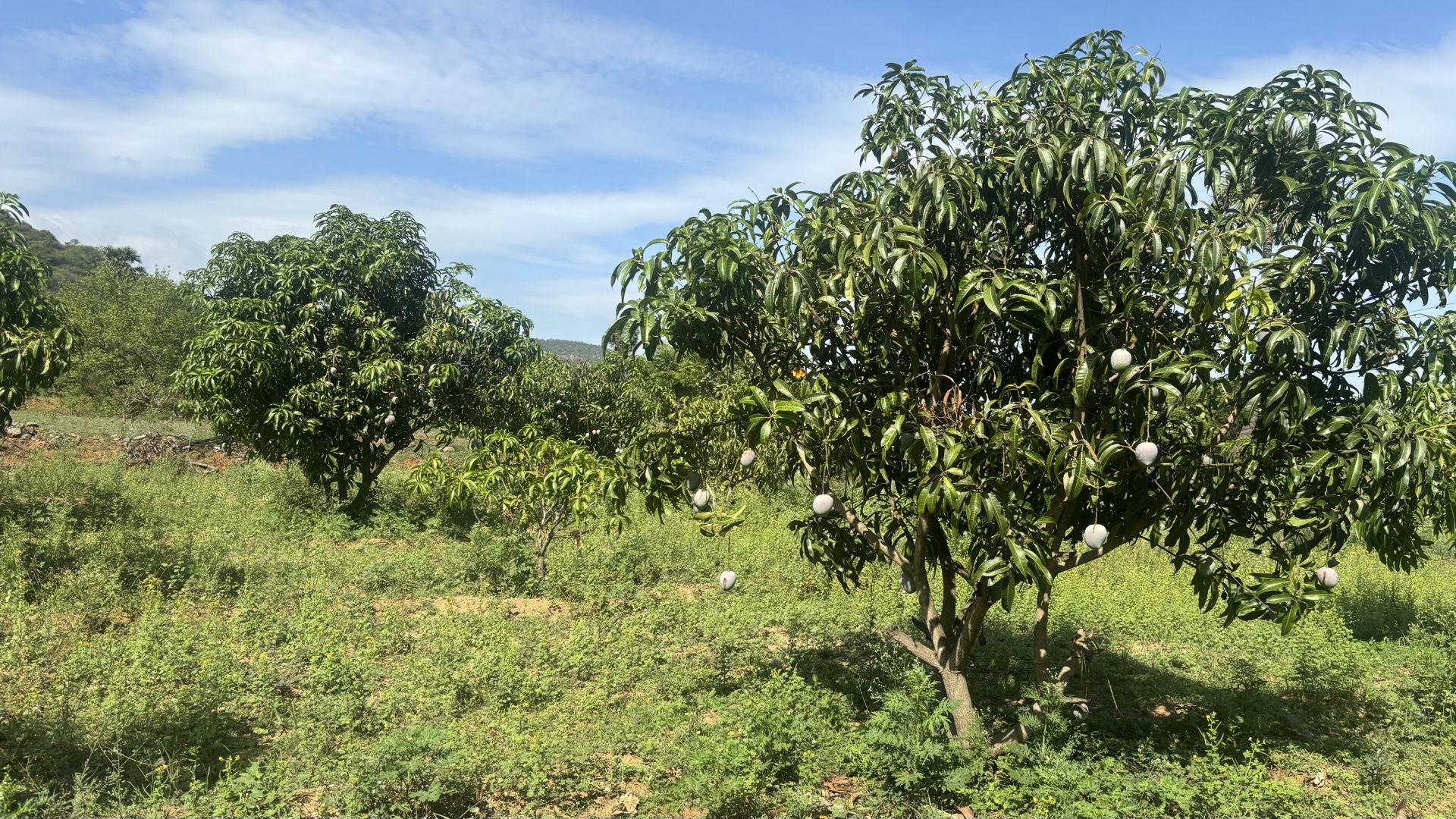 Our Farm in Salem