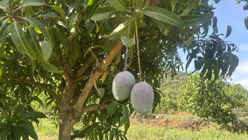 Senthoora mangoes on the branch