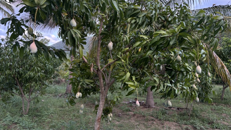 Trees heavy with fruit