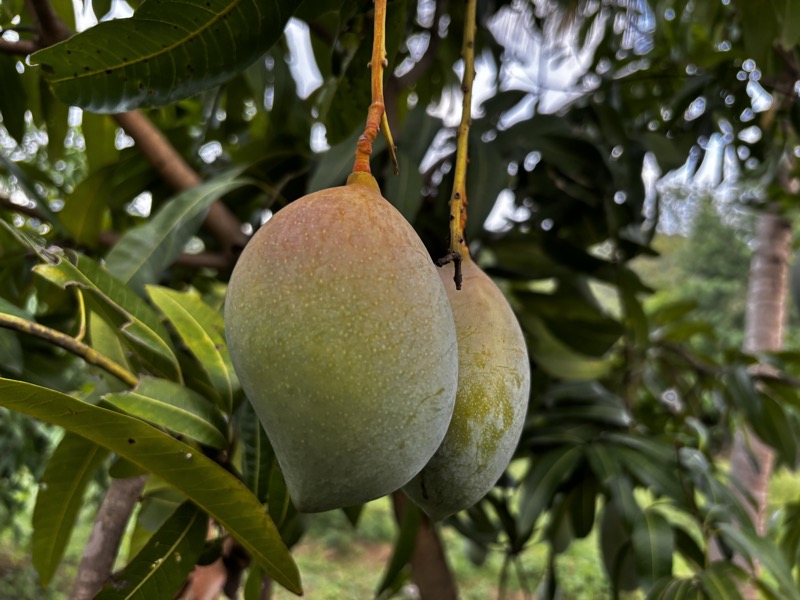 Ripe mangoes up close