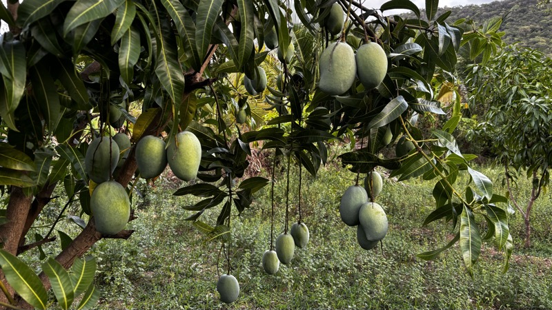 Branches laden with mangoes
