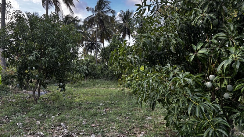 Orchard with coconut palms