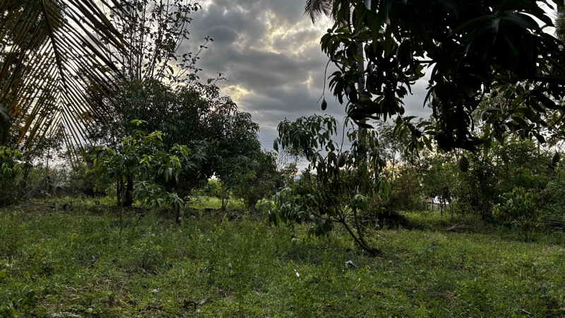 Evening at the orchard