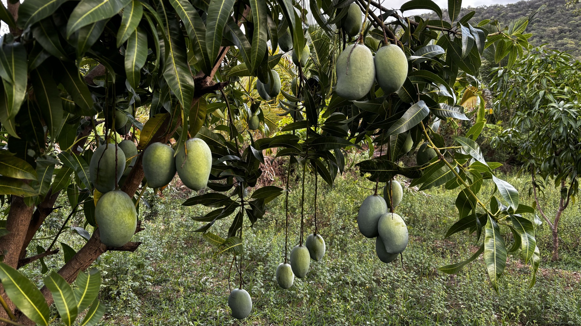Mangoes ripening in paddy hay