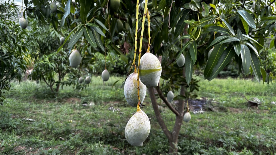 Rumani mango from NativeRoots Salem