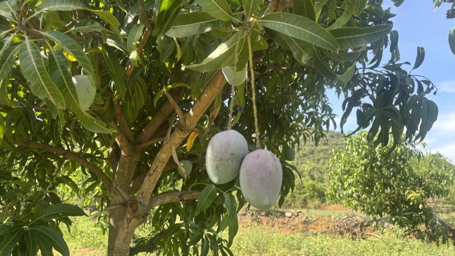 Senthoora mangoes from NativeRoots