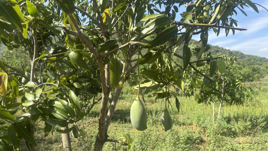 Totapuri mango from NativeRoots Salem
